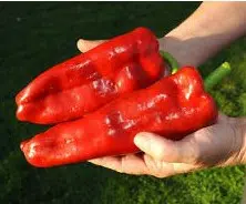 sementes de pimenta doce italiana 8591 e1495808878205