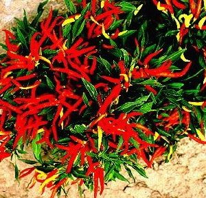 sementes de pimenta etna ornamental 3735 e1495813485421