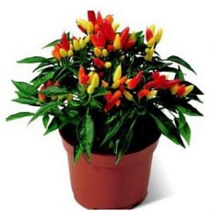 sementes de pimenta etna ornamental 4125 e1495813567162