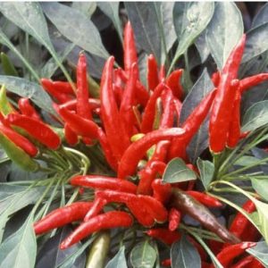 sementes de pimenta etna ornamental 5 3 e1495813416326