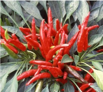 sementes de pimenta etna ornamental 5 3 e1495813416326