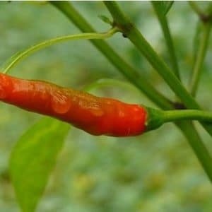 sementes de pimenta etna ornamental 5 4 e1495813393772