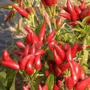 sementes de pimenta etna ornamental 5 5 e1495813371771