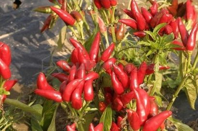 sementes de pimenta etna ornamental 5 5 e1495813371771