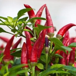 sementes de pimenta etna ornamental 5 e1495813463980