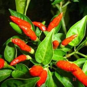 sementes de pimenta malaguetinha 1445 e1495750305280