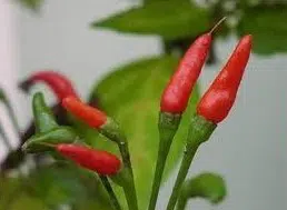 sementes de pimenta malaguetinha 1461 e1495750031217