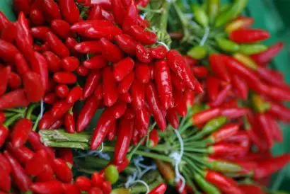 sementes de pimenta malaguetinha 2848 e1495750265678