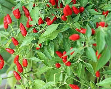 sementes de pimenta malaguetinha 6941 e1495750354927