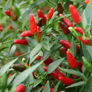 sementes de pimenta malaguetinha 7434 e1495750403795