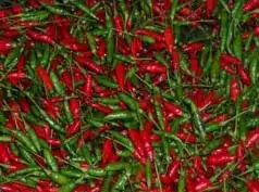 sementes de pimenta malaguetinha 8071 e1495750138689