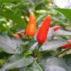 sementes de pimenta malaguetinha 9664 e1495750064105