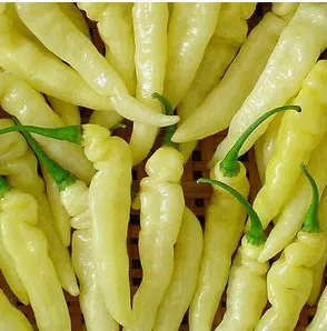 sementes de pimenta murupi 1970 e1495747781130