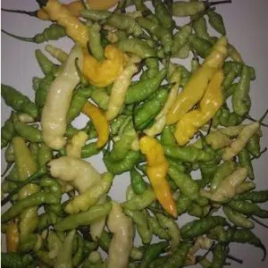 sementes de pimenta murupi 4224 e1495747420488