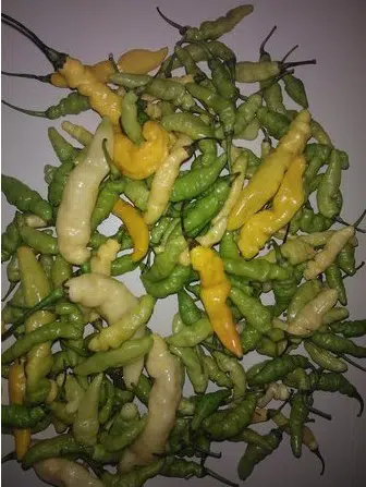 sementes de pimenta murupi 4224 e1495747420488
