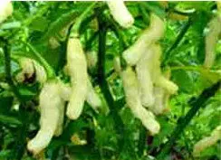 sementes de pimenta murupi 5515 e1495747332354