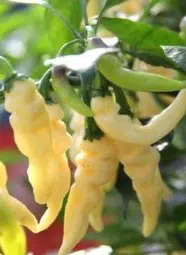 sementes de pimenta murupi 6806 e1495747260870
