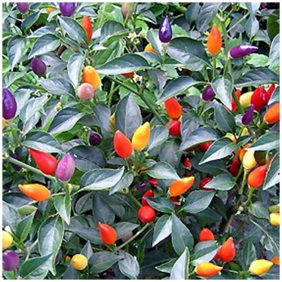 sementes de pimenta ornamental piramide 0187