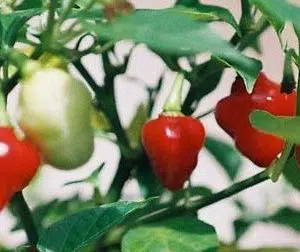 sementes de pimenta piaozinho 2339 e1495746800495