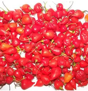 sementes de pimenta piaozinho 3043 e1495746758569
