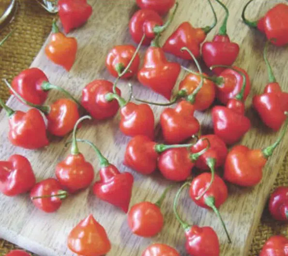 sementes de pimenta piaozinho 3532 e1495746868275