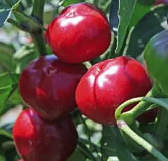 sementes de pimenta satan s kiss ciliegia picante 2691 e1495740677765