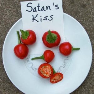 Sementes de Pimenta Satan's Kiss (Ciliegia Picante)