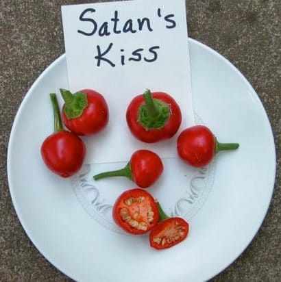 Sementes de Pimenta Satan's Kiss (Ciliegia Picante)