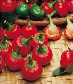 sementes de pimenta satan s kiss ciliegia picante 2994 e1496874281504