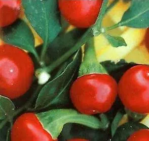 sementes de pimenta satan s kiss ciliegia picante 4710 e1495740544239