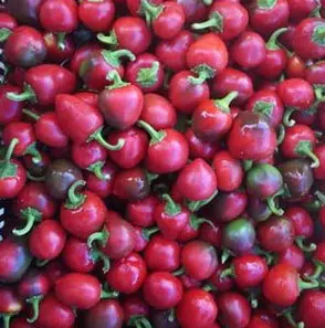 sementes de pimenta satan s kiss ciliegia picante 7104 e1495740596766