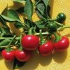 sementes de pimenta satan s kiss ciliegia picante 8374 e1495740477687