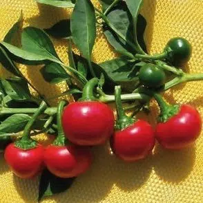 sementes de pimenta satan s kiss ciliegia picante 8374 e1495740477687