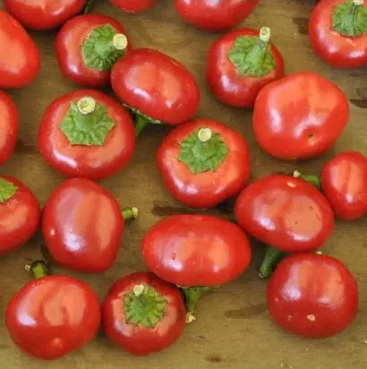 sementes de pimenta satan s kiss ciliegia picante 8880 e1495740803236