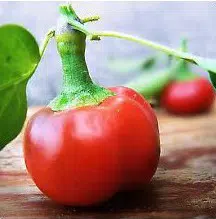 sementes de pimenta satan s kiss ciliegia picante 9677 e1495740510316