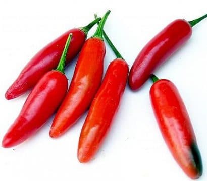 sementes de pimenta serrano 4643 e1495742484752