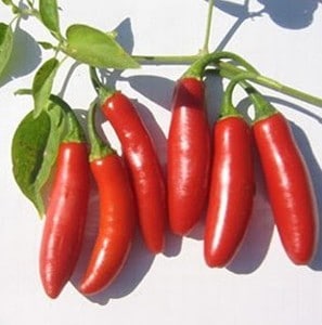 sementes de pimenta serrano 5316 e1495743214548