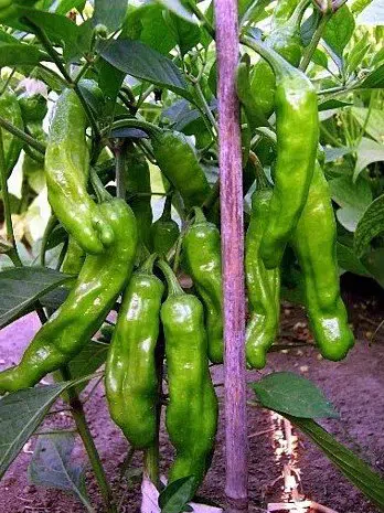 sementes de pimenta shishito japonesa 4495 e1495746087487