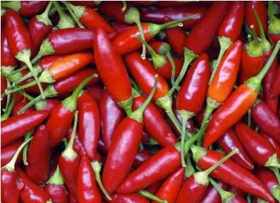 sementes de pimenta vulcao 0779 e1495744113832