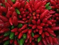 sementes de pimenta vulcao 2582 e1495744066529