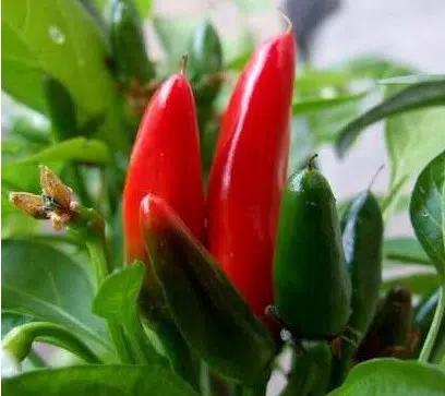 sementes de pimenta vulcao 6175 e1495744155981