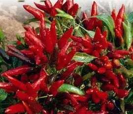 sementes de pimenta vulcao 6269 e1495744253842