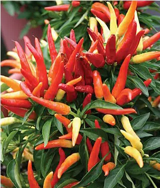 sementes de pimenta vulcao 6272 e1495744227720