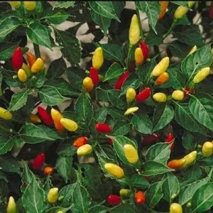 sementes de tabasco 0565 e1495744301107