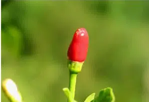 sementes de tabasco 2654 e1495744666118