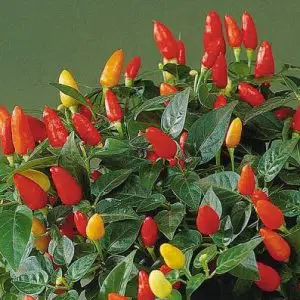 sementes de tabasco 4462 e1495744386815