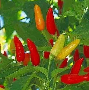 sementes de tabasco 4737 e1495744895455