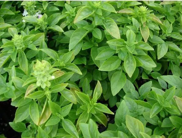 sementes de tempero alfavaca 7719 e1495725955670