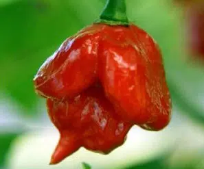 sementes de trinidad scorpion pimenta nuclear 0451 e1495738113540