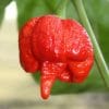 sementes de trinidad scorpion pimenta nuclear 1120 e1495852417557